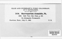 Macrosporium clematidis image